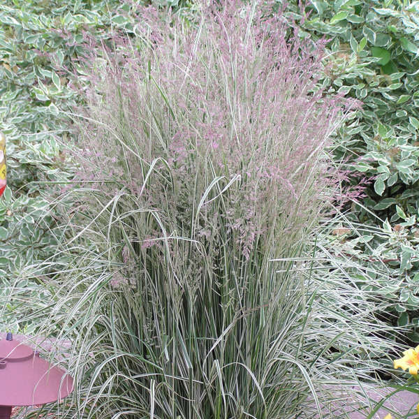 Calamagrostis x Acutiflora 'Overdam'