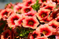 Calibrachoa 'Aloha Kona Hula Orange'