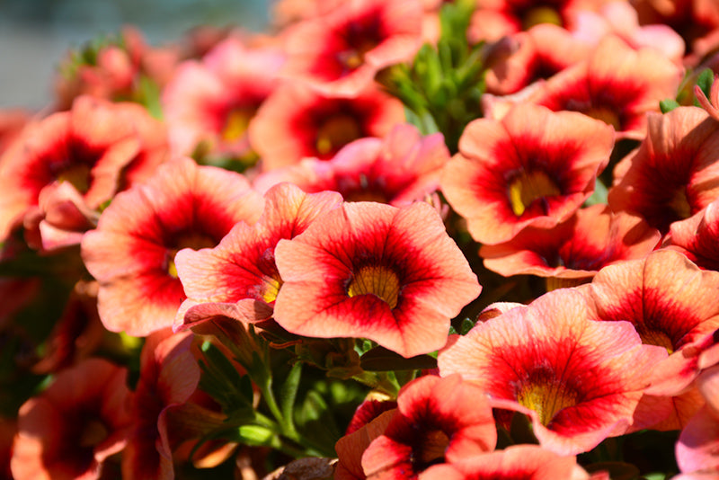 Calibrachoa 'Aloha Kona Hula Orange'