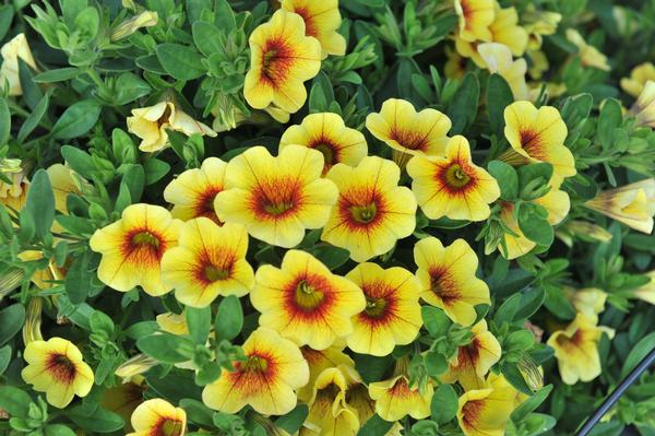 Calibrachoa 'Aloha Kona Pineapple'