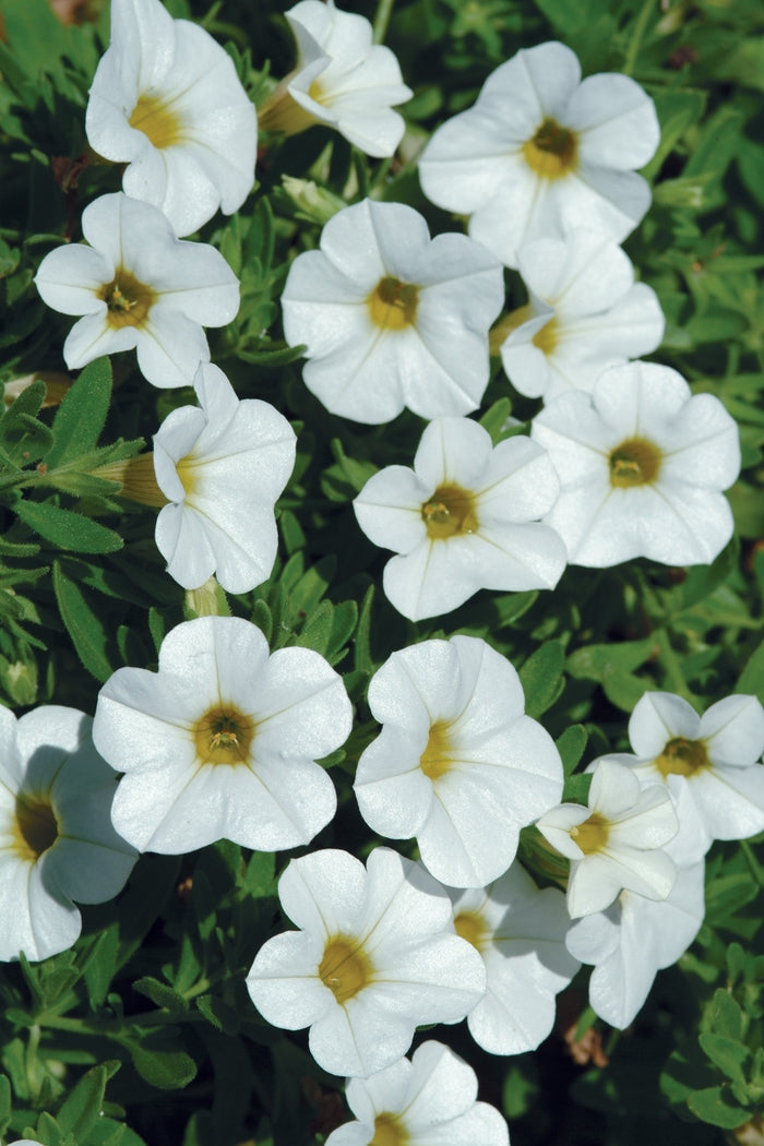 Calibrachoa 'Cabaret Bright White'
