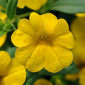 Calibrachoa 'Cabaret Deep Yellow'