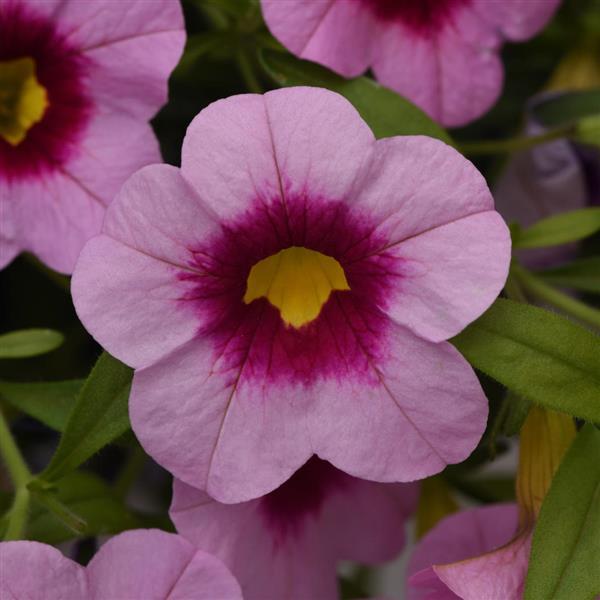 Calibrachoa 'Cabaret Light Pink Kiss'