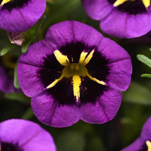 Calibrachoa 'Cabaret Midnight Kiss'