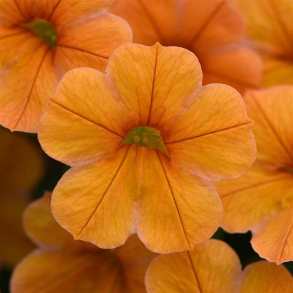 Calibrachoa 'Cha Cha Diva Orange'