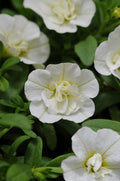 Calibrachoa 'Minifamous Neo Double White'