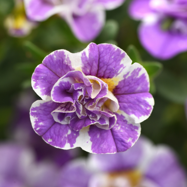 Calibrachoa 'Minifamous Uno Funtopia Blue'