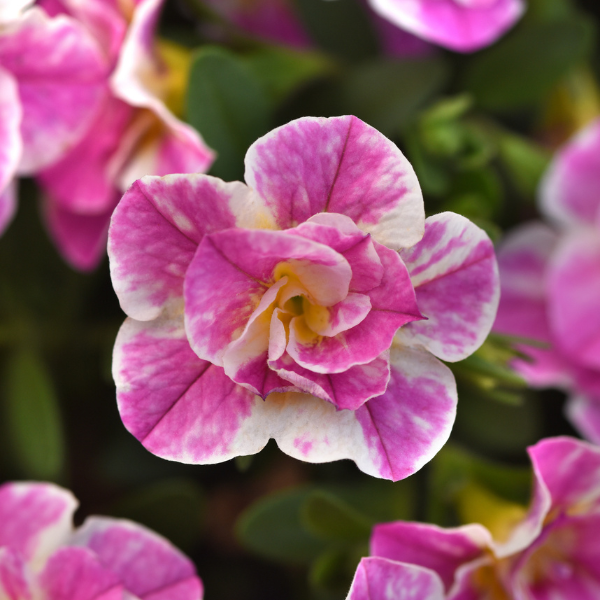 Calibrachoa 'Minifamous Uno Funtopia Pink'