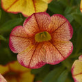 Calibrachoa 'MiniFamous Uno Ember Eclipse'