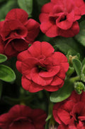 Calibrachoa 'Minifamous Neo Double Red'