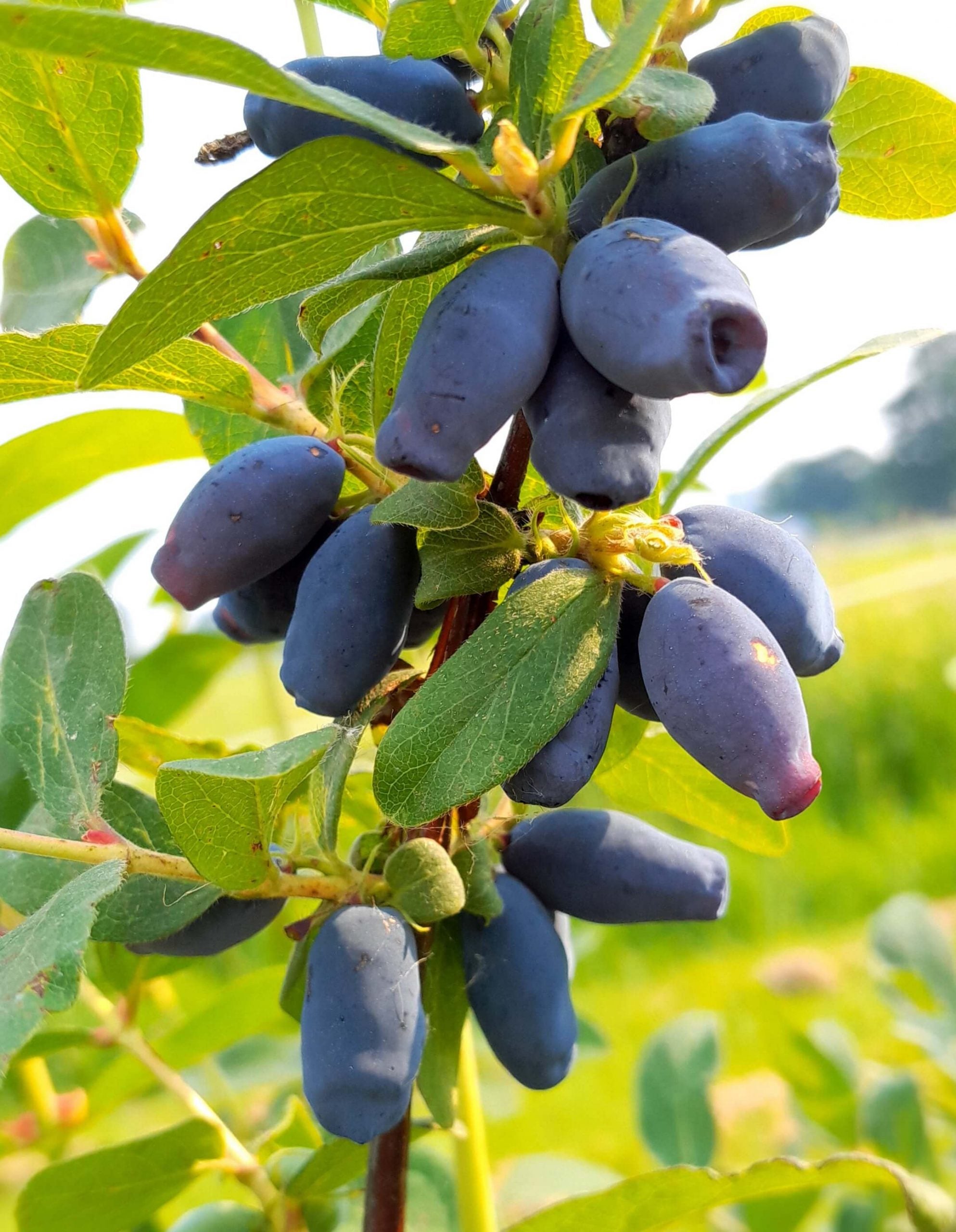 'Aurora' Honeyberry
