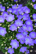 Carpathian Bellflower