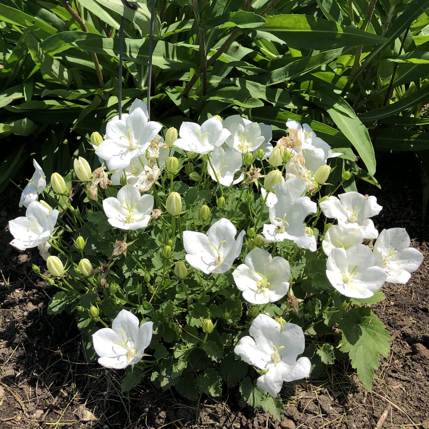 Carpathian Bellflower