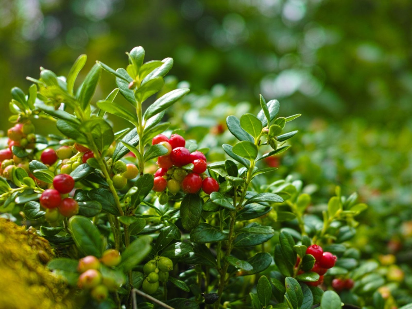 Cranberry