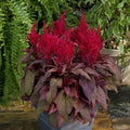 Celosia 'Dragon's Breath'