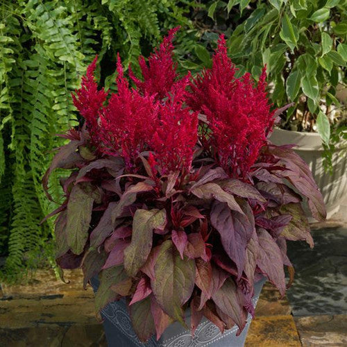 Celosia 'Dragon's Breath'