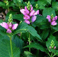 Chelone Obliqua