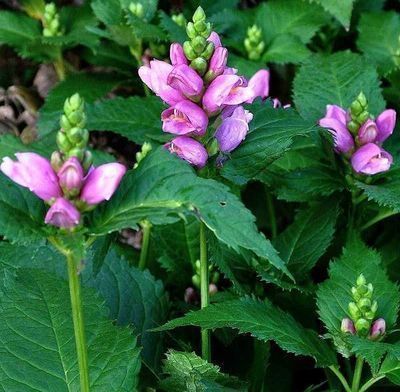 Chelone Obliqua