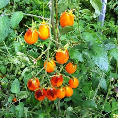 Cherry Tomato 'Indigo Kumquat'