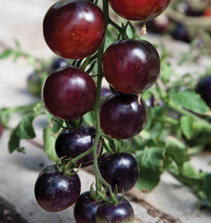 'Indigo Rose' Cherry Tomato