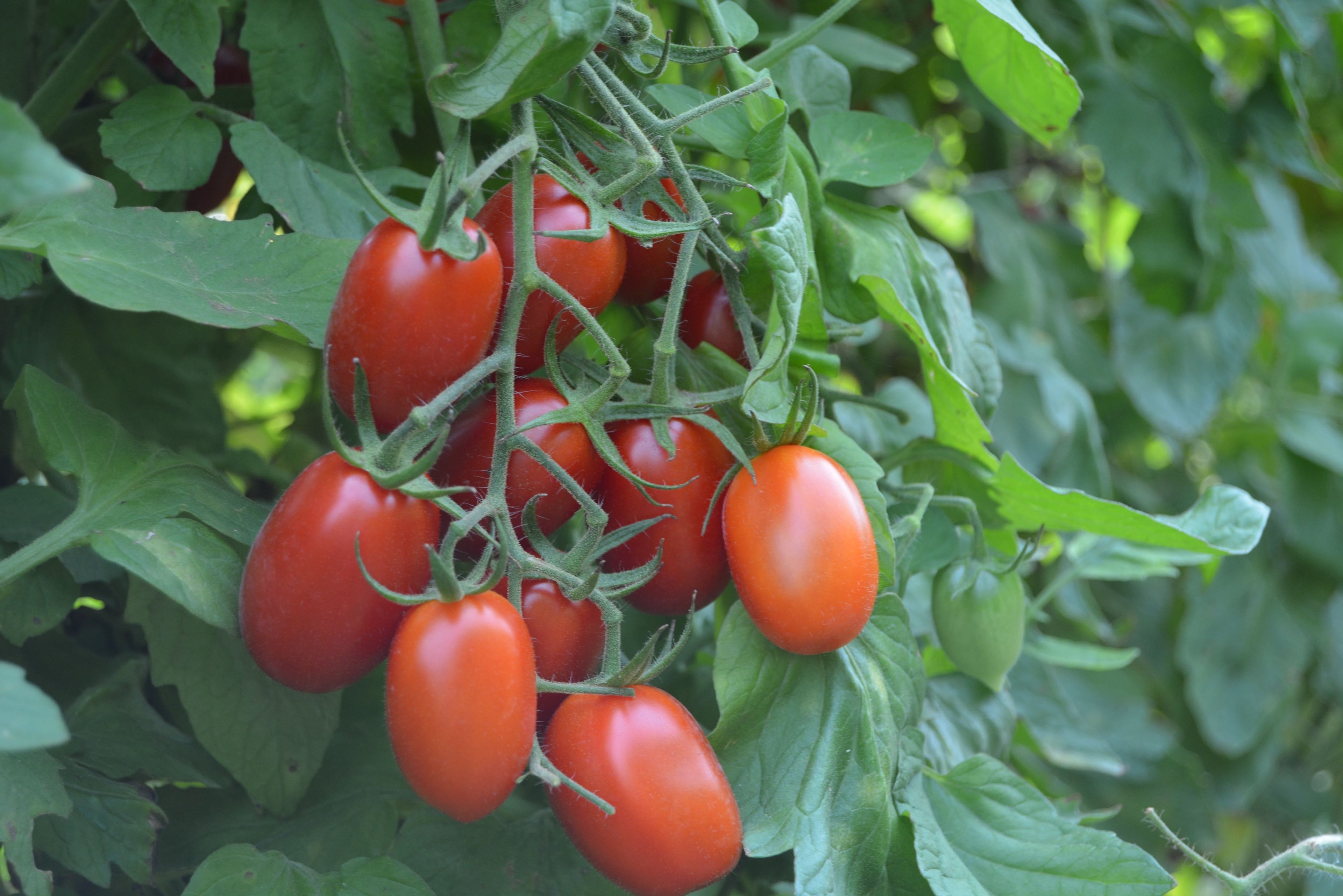 'Juliet' Cherry Tomato