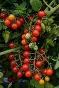 Tomate Cerise 'Candyland'
