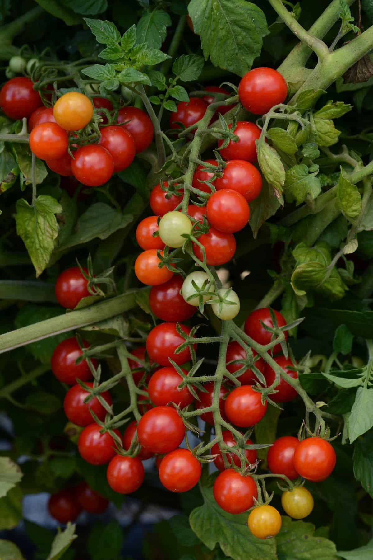 Cherry Tomato 'Candyland'