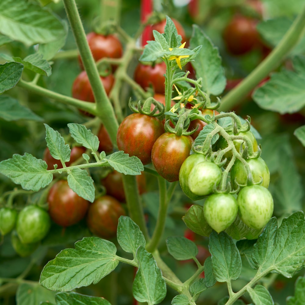 'Chocolate Sprinkles' Cherry Tomato