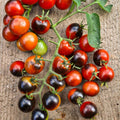 Tomate Cerise 'Midnight Snack'