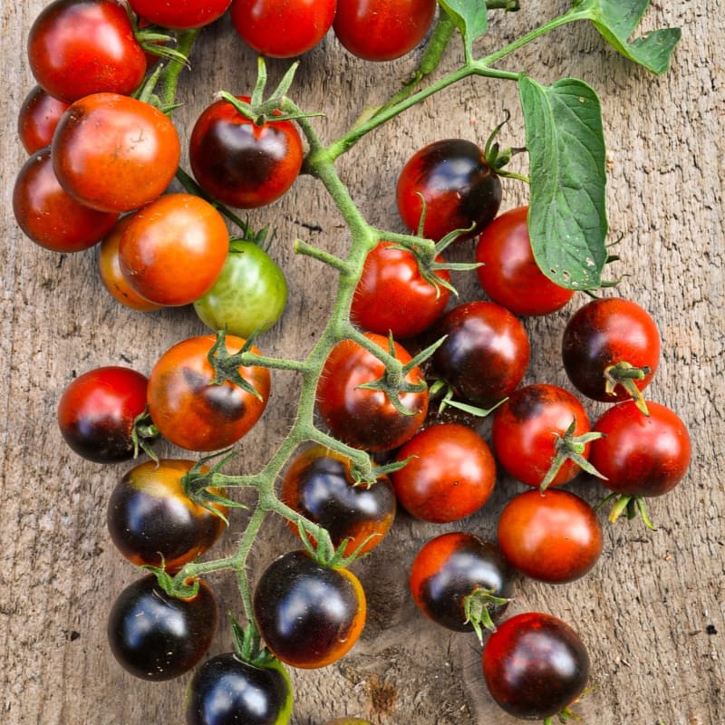 Cherry Tomato 'Midnight Snack'