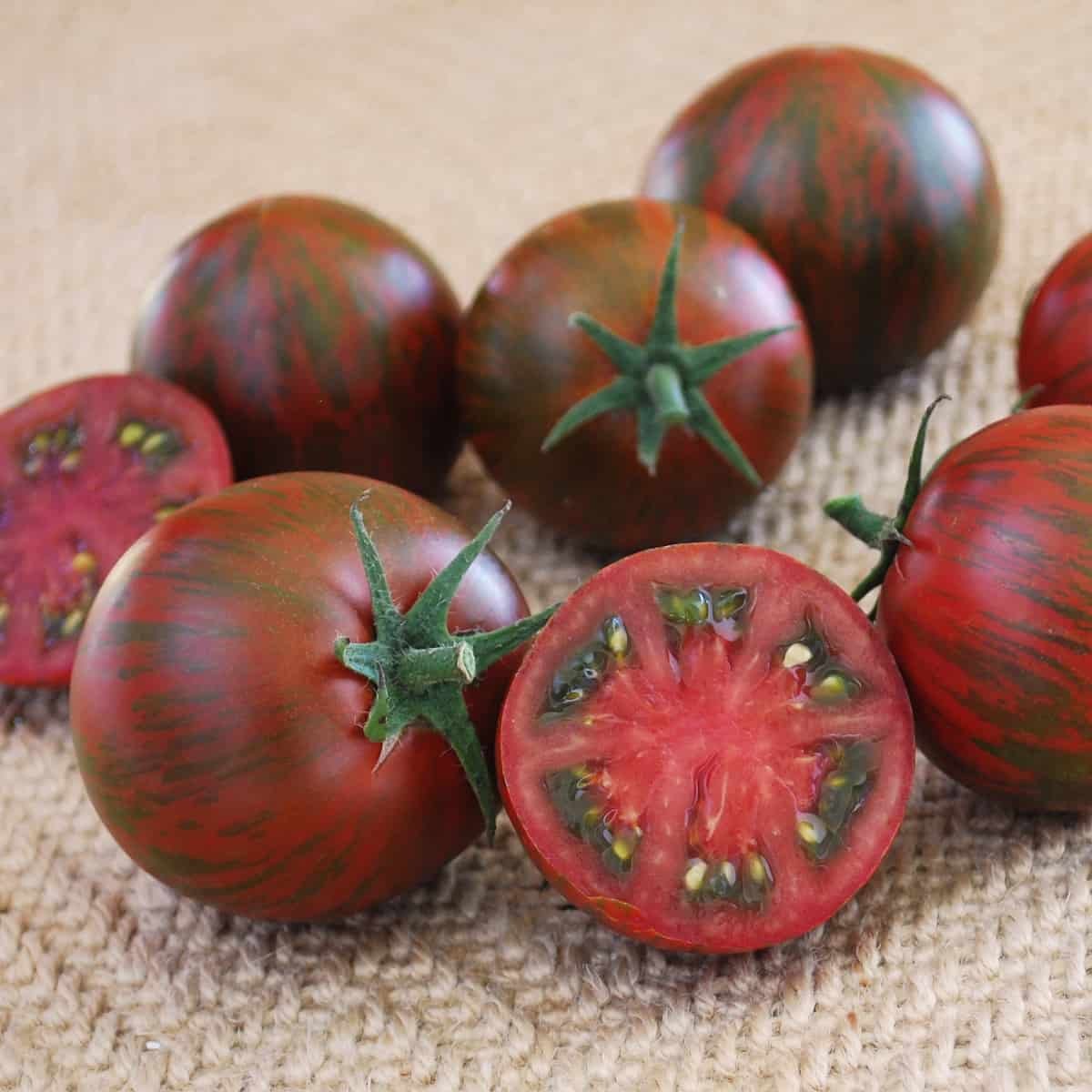 Tomate Cerise 'Purple Zebra'