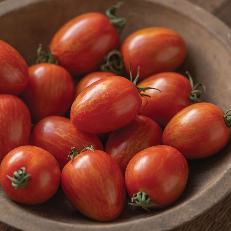 Tomate Cerise 'Red Torch'