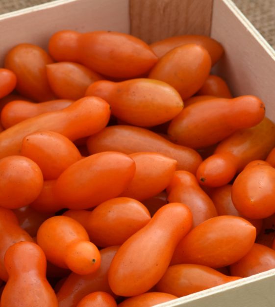 Tomate Cerise 'Sun Dipper'