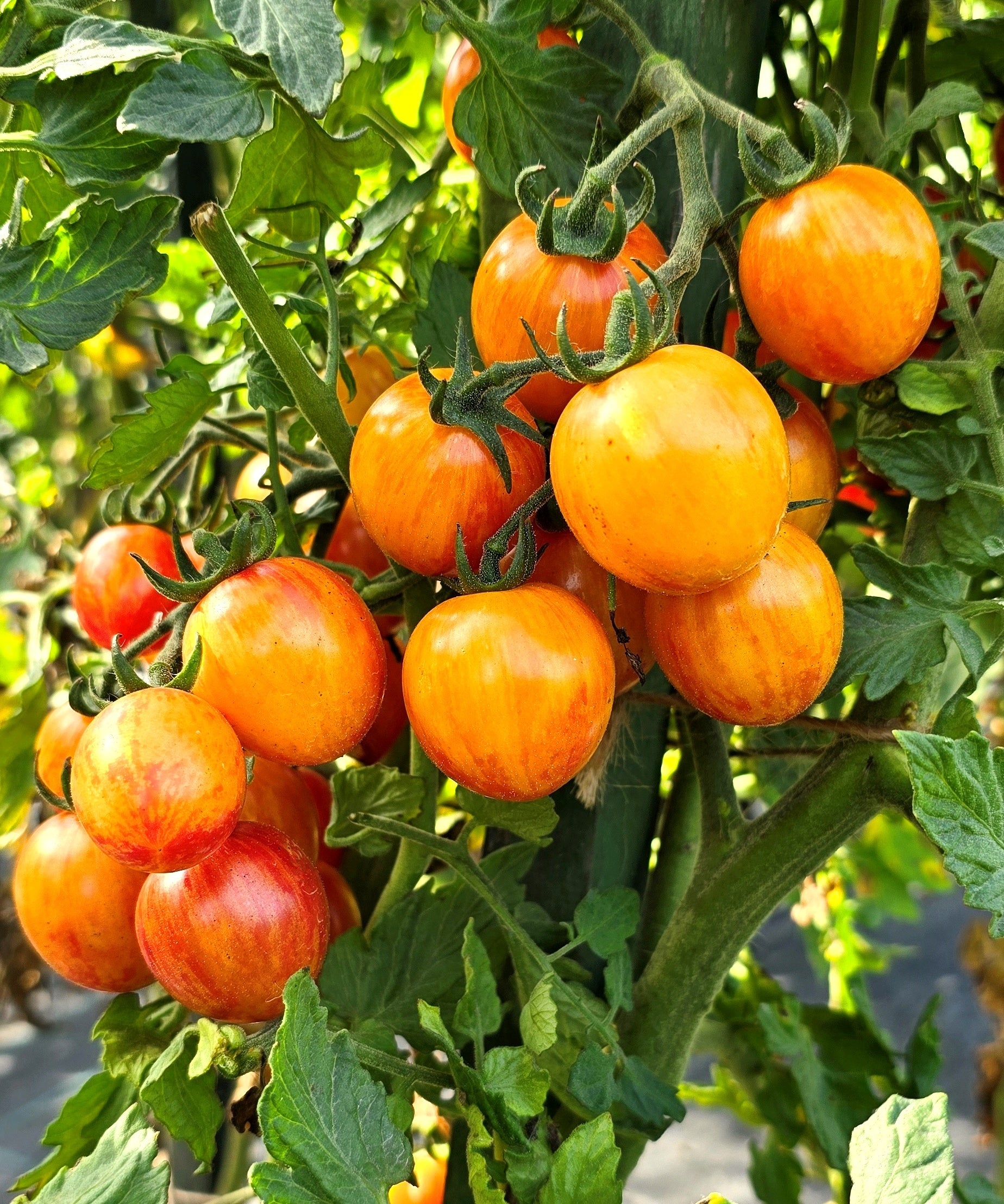 Cherry Tomato 'Bumble Bee Sunrise'