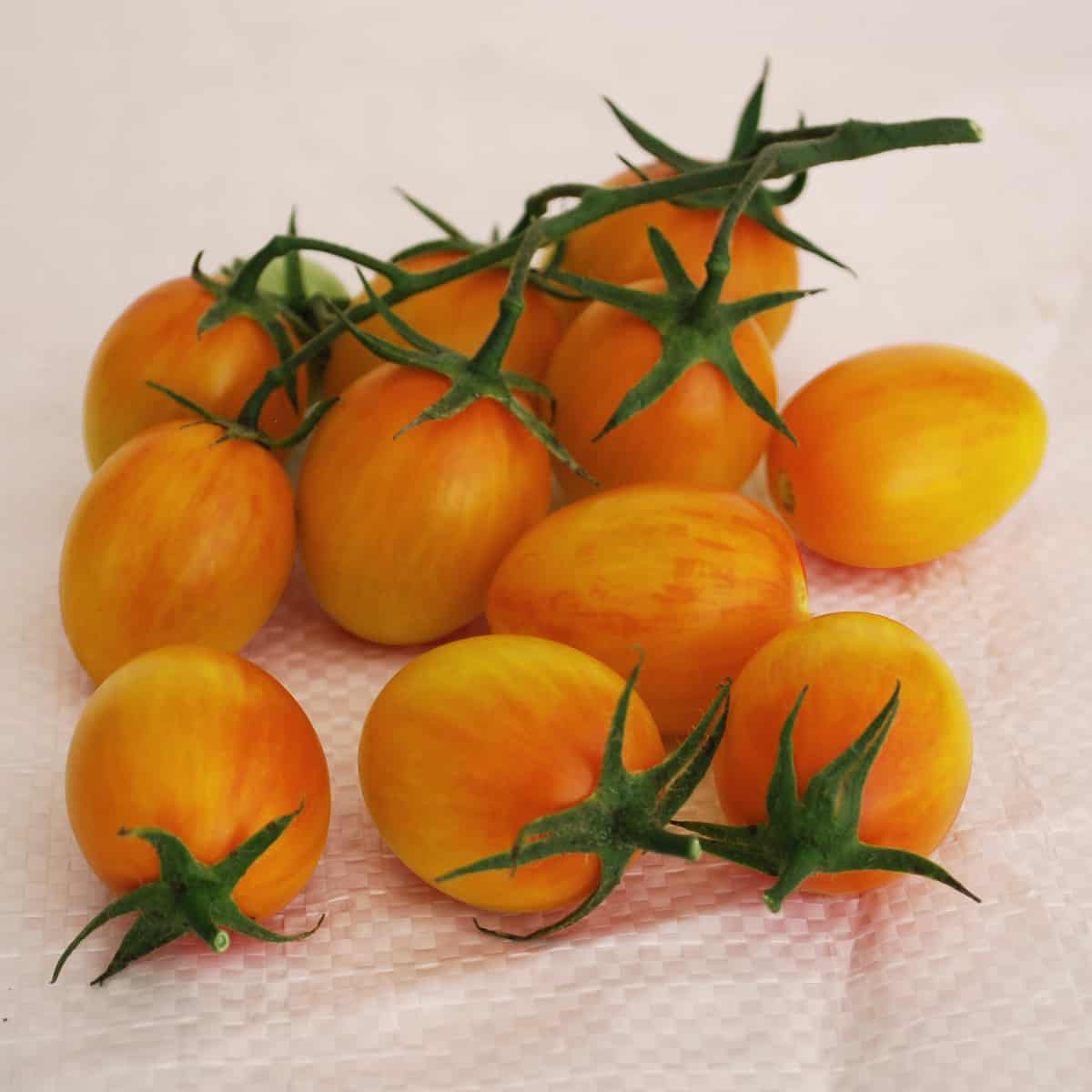 Tomate Cerise 'Sunset Torch'