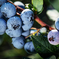 'Chippewa' Blueberry