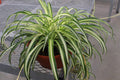 Chlorophytum