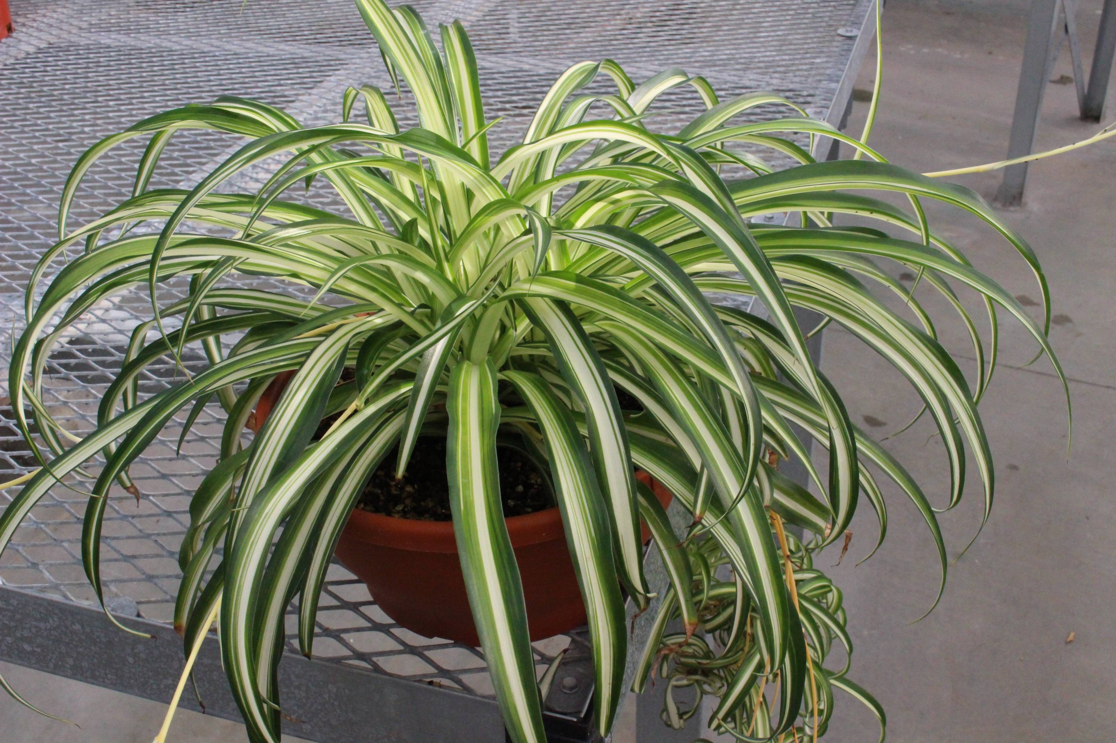 Chlorophytum
