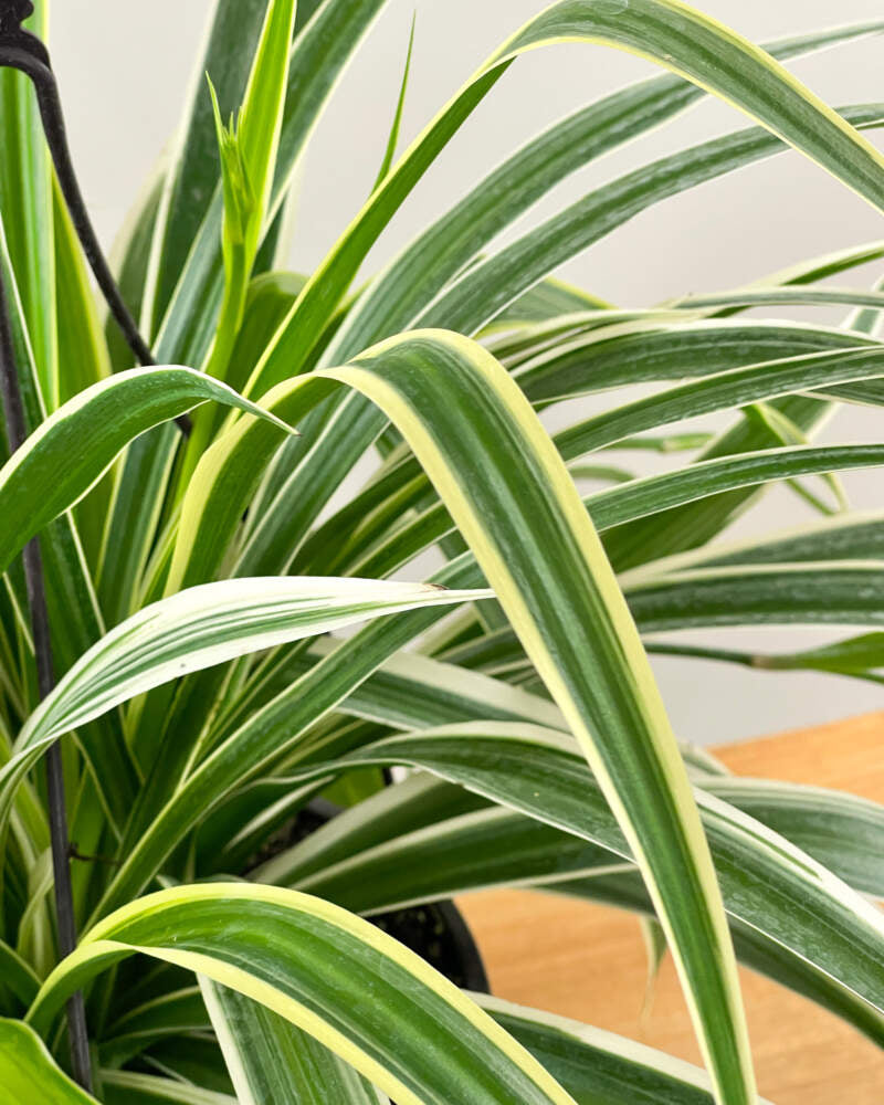 Chlorophytum 'Ocean Reversed'