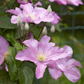 Clematis 'Countess of Bouchard'