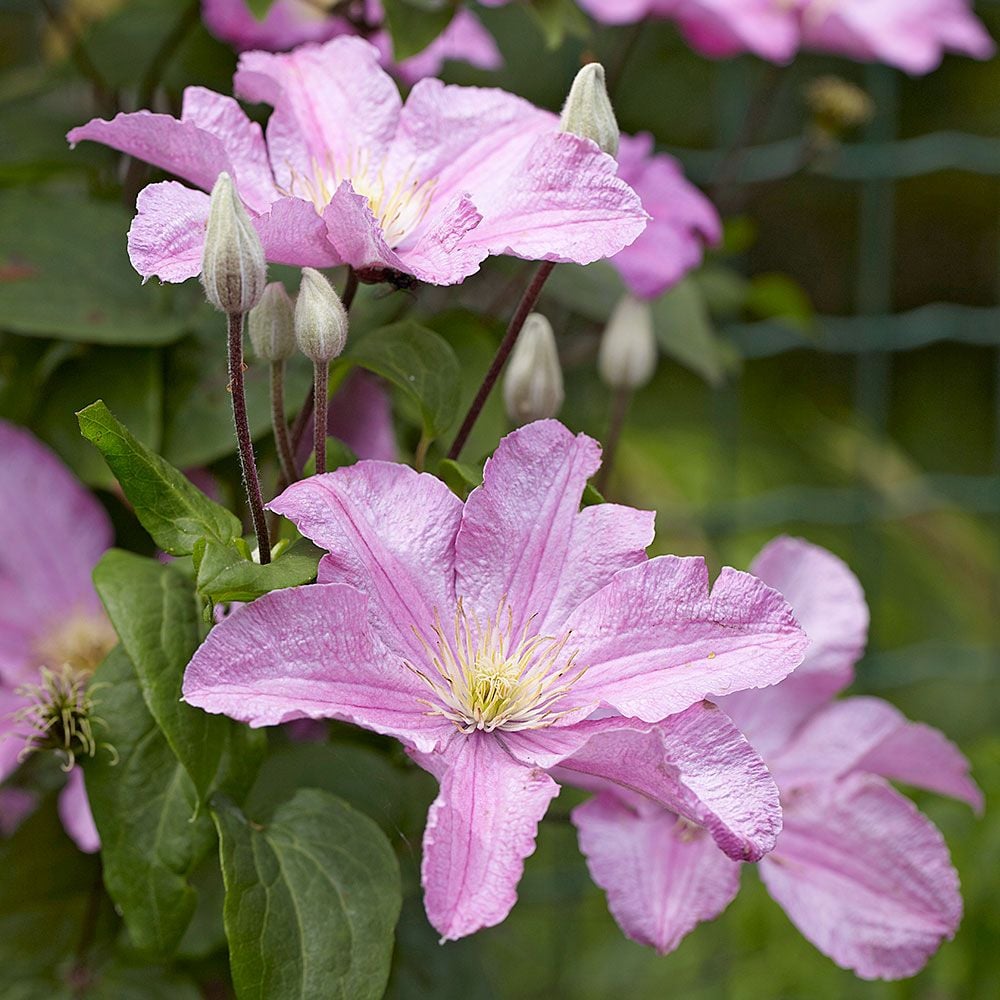 Clematis 'Countess of Bouchard'