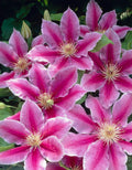 Clematis 'Dr. Ruppel'
