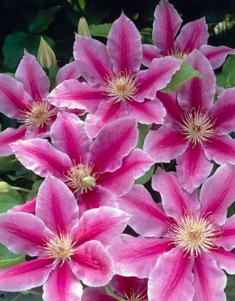Clematis 'Dr. Ruppel'