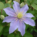 Clematis 'Justa'