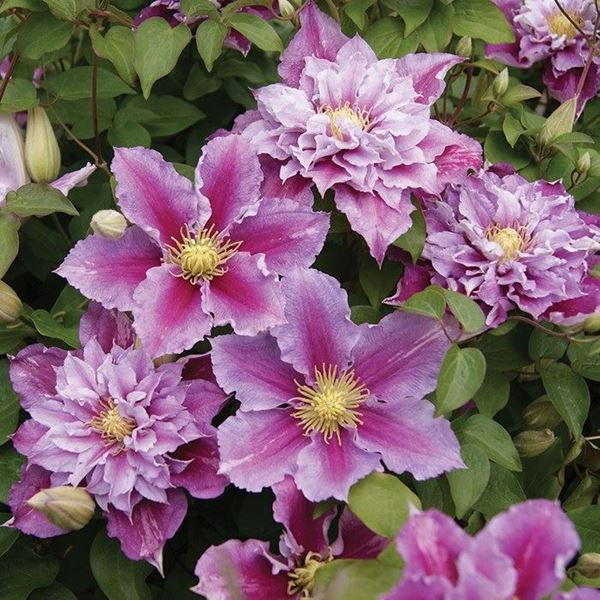 Clematis 'Piilu'