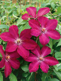 Clematis 'Rouge Cardinal'
