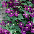 Clematis 'Etoile Violette'