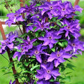 Clematis 'The President'