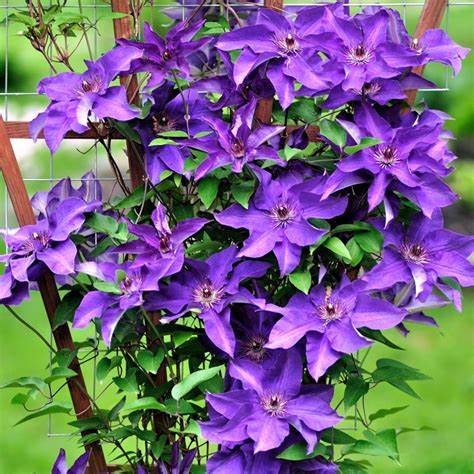Clematis 'The President'
