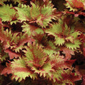 Coleus 'Henna'